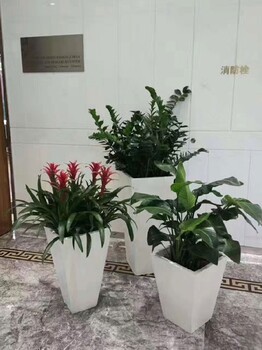 室内花卉植物租摆，美化空间的绿色选择