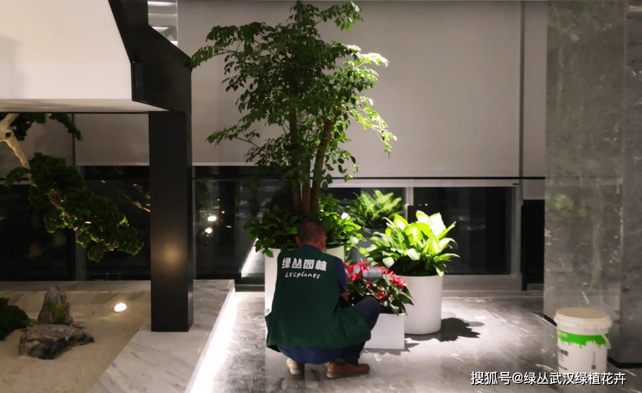 室内植物租摆，美化空间的绿色选择