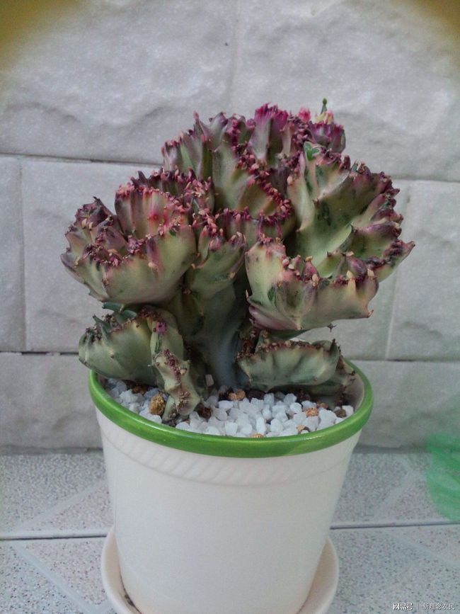 室内花卉盆景租赁，美化生活的新选择
