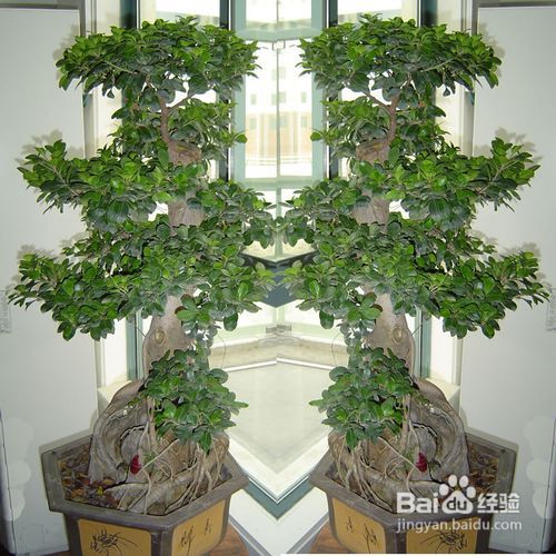 成都室内植物租赁，美化家居的新选择