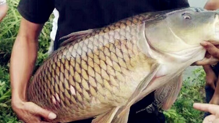 夏季草鱼投喂策略与实践