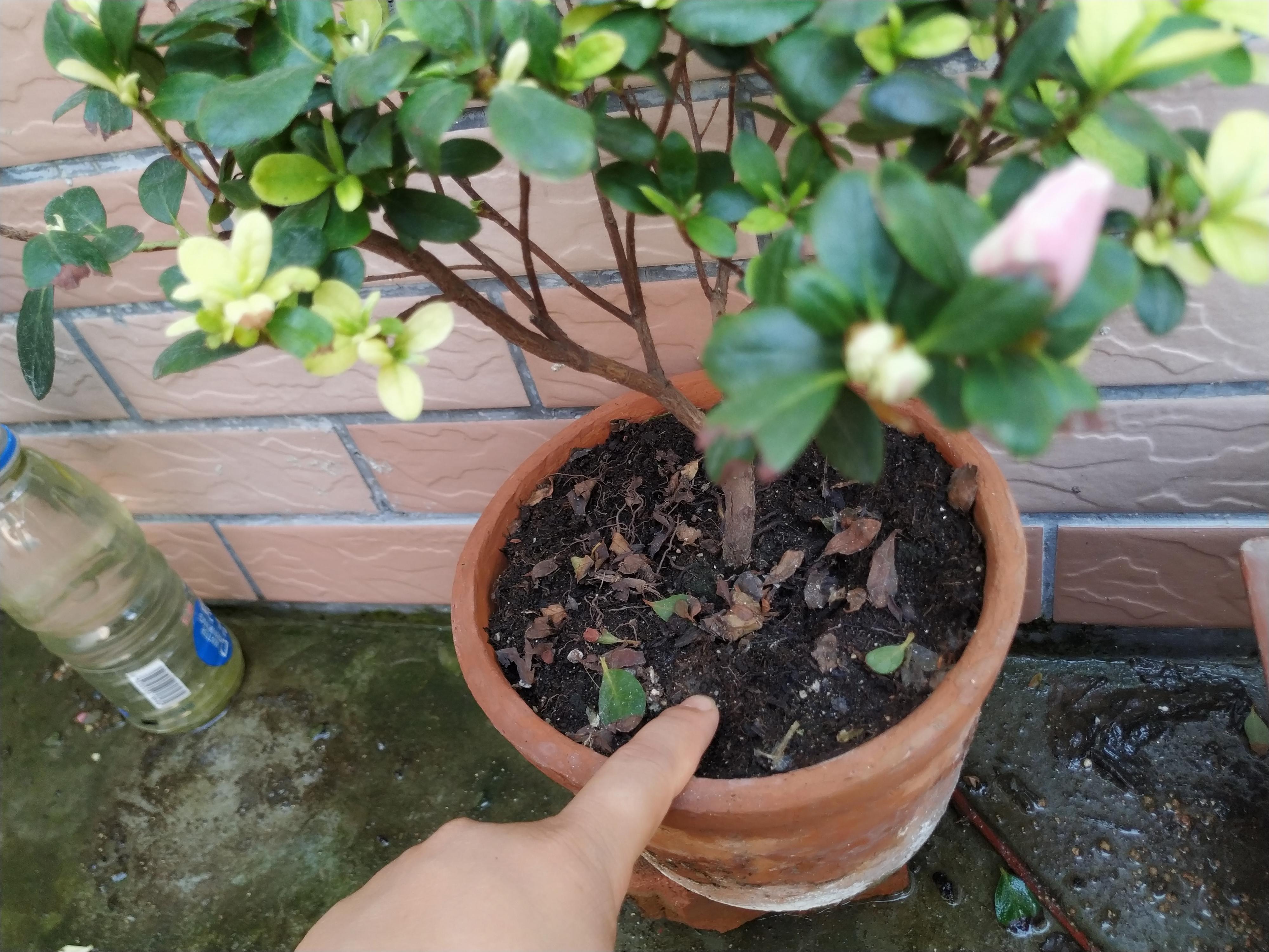 杜鹃冬天落叶吗？——探究杜鹃植物的冬季生长特性