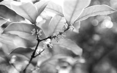 桂花落叶的原因探究