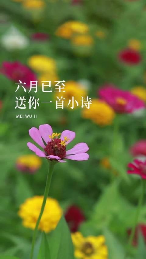 六月小诗，在时光的诗篇中寻觅美好