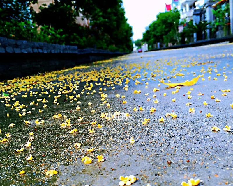 桂花树落叶吗？——探寻桂花树落叶的奥秘