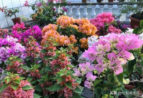三角梅黄叶落叶怎么办，成因解析与应对策略