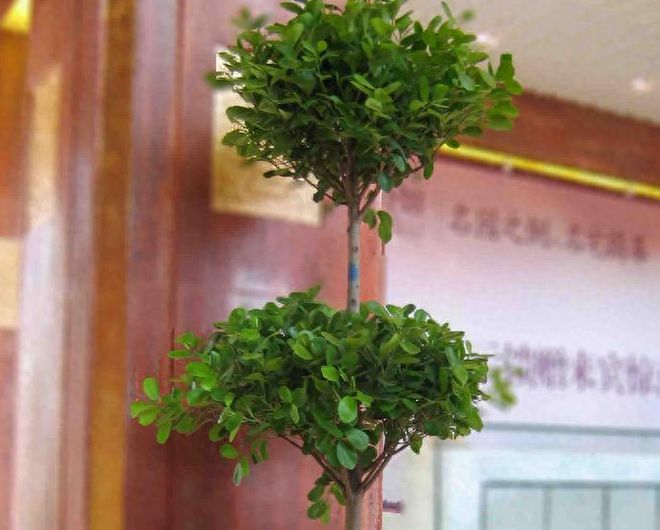 平安树落叶怎么办，原因解析与应对策略
