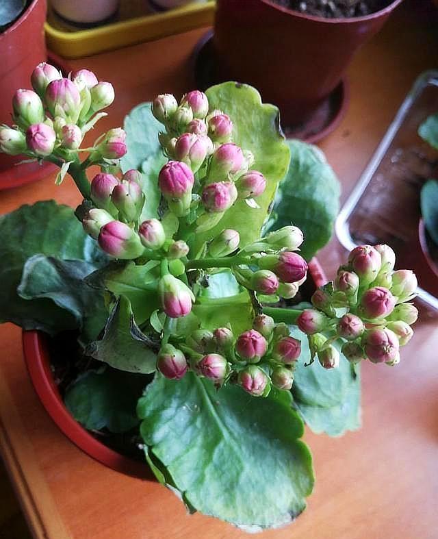 长寿花黄叶子边缘枯萎的原因及应对措施