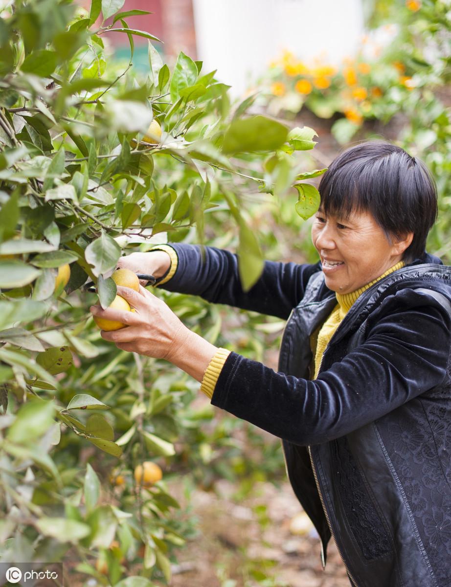 桔子树落叶的原因及应对措施
