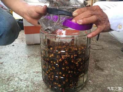 蜂子泡酒最佳配方，古老与现代的完美结合