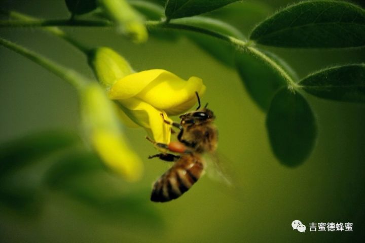 巢脾保存最佳方法，确保蜜蜂家园健康的关键步骤