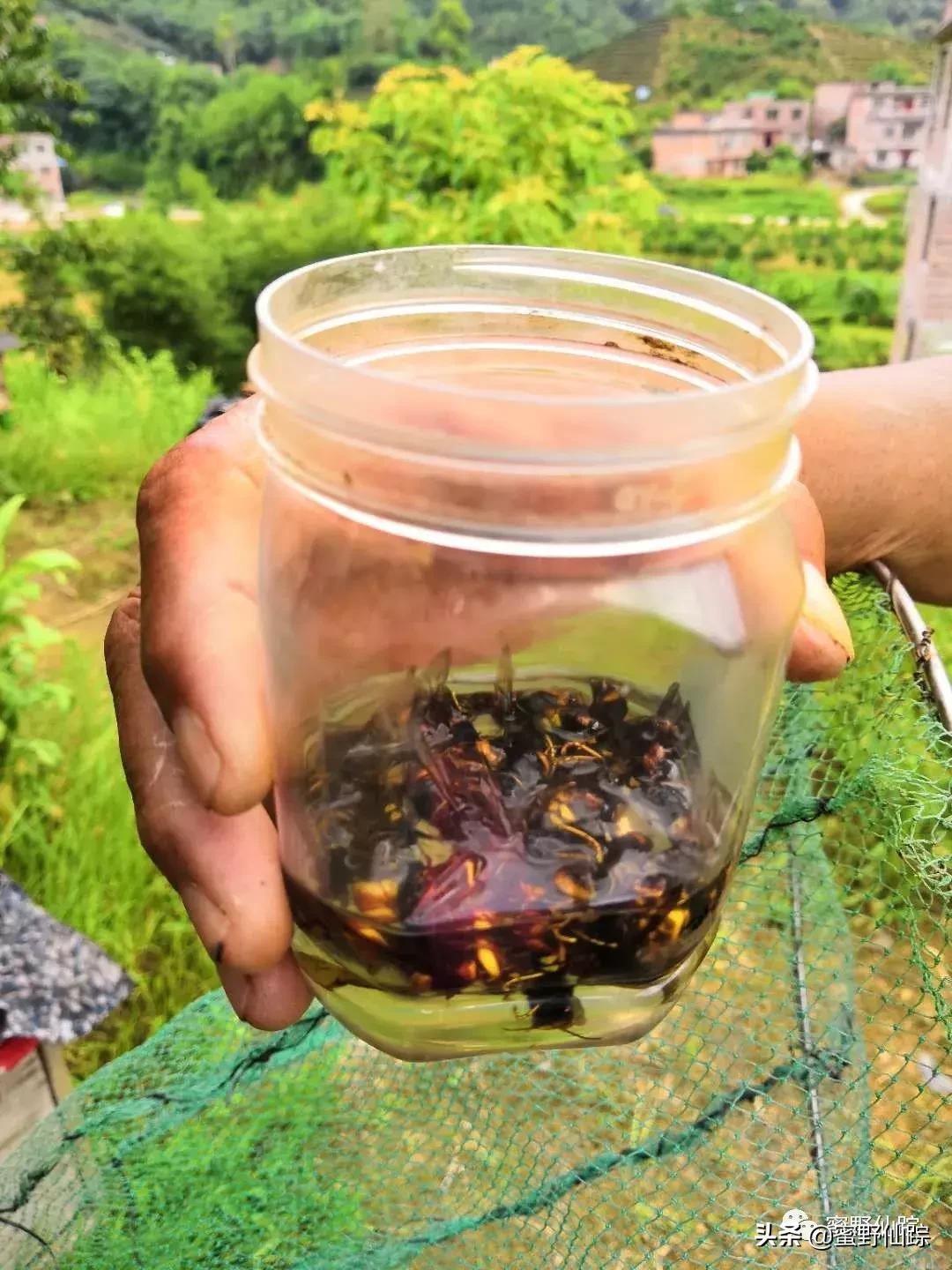 蜜蜂泡酒的最佳时间，深度解析与实用建议