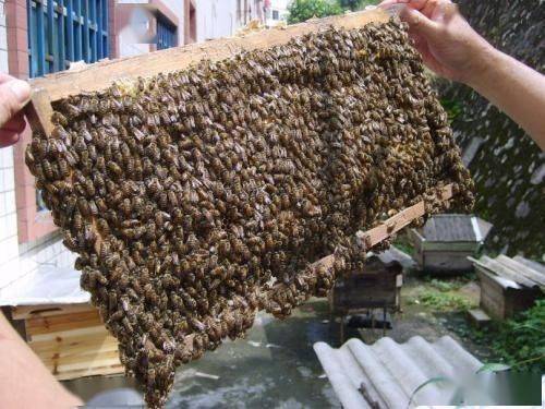 蜂群最佳的越冬方法