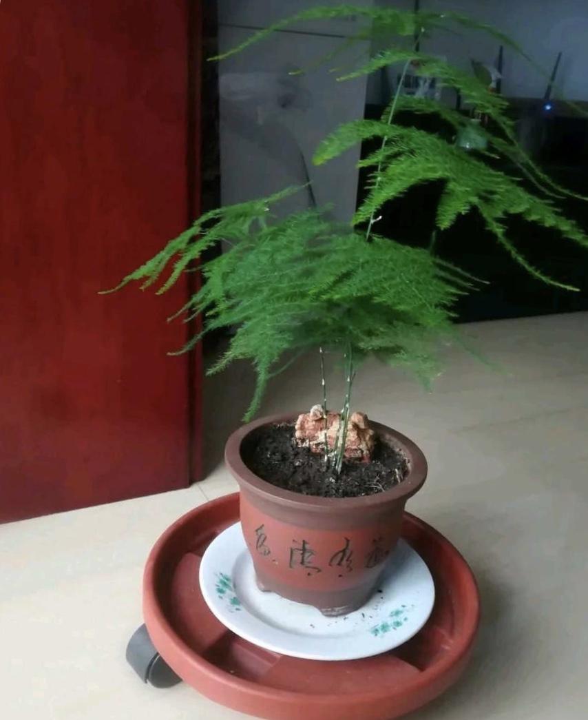 竹芋叶子边缘干枯现象的研究与探讨
