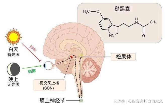 视网膜细胞作用，揭示视觉世界的核心机制