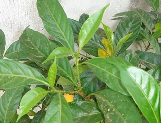 植物叶子边缘发黄，原因、诊断与解决方案