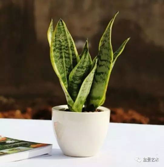 虎皮兰养殖指南，打造绿意盎然的生活空间
