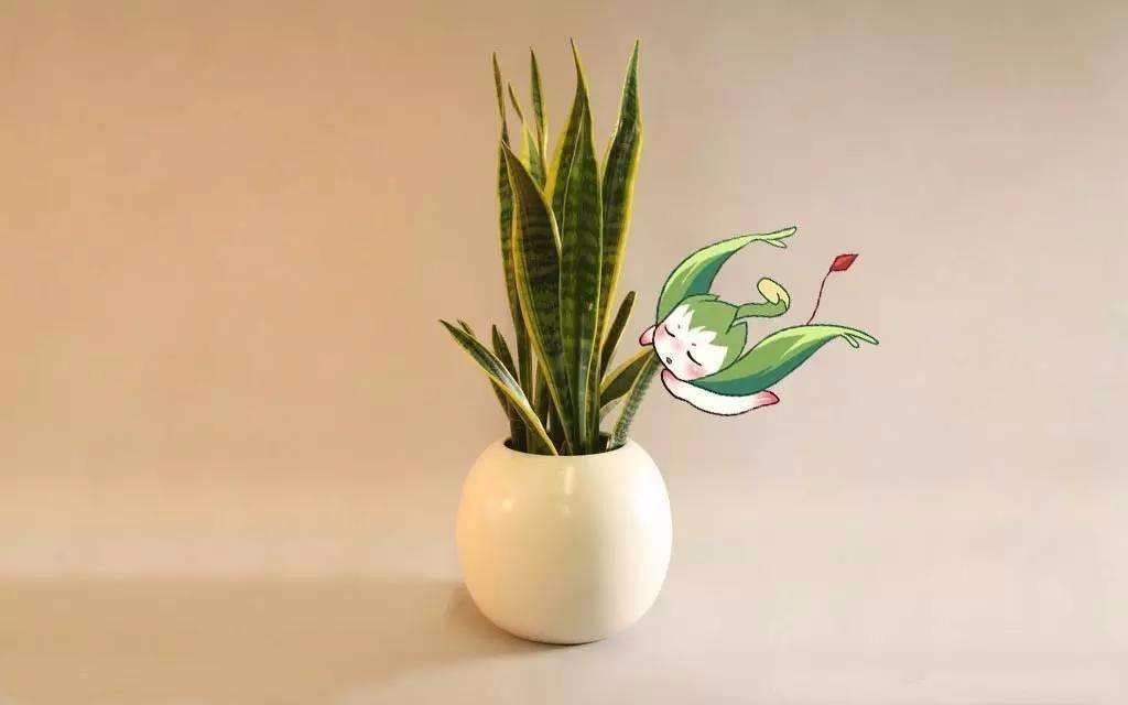 虎皮兰盆栽，一种独特魅力的家居装饰植物