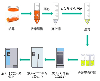 细胞冻存与血清，生命科学与生物技术中的关键要素