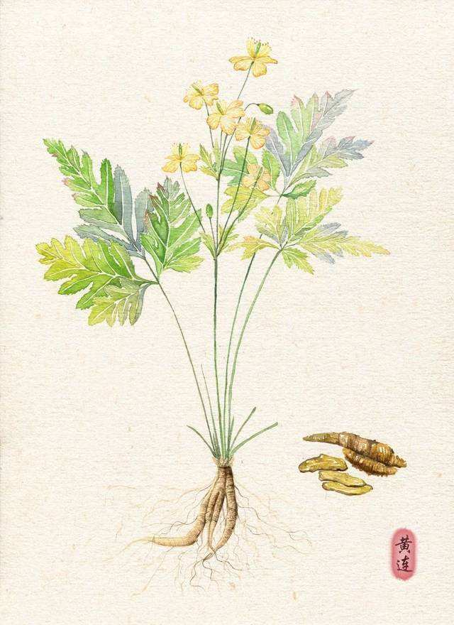 炒黄莲与黄莲的区别，探寻两种不同概念下的差异