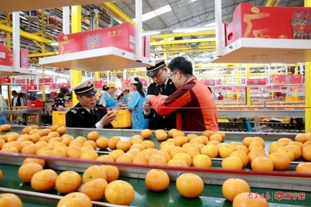 南宁海关与广西水果，共绘繁荣与品质的双赢画卷