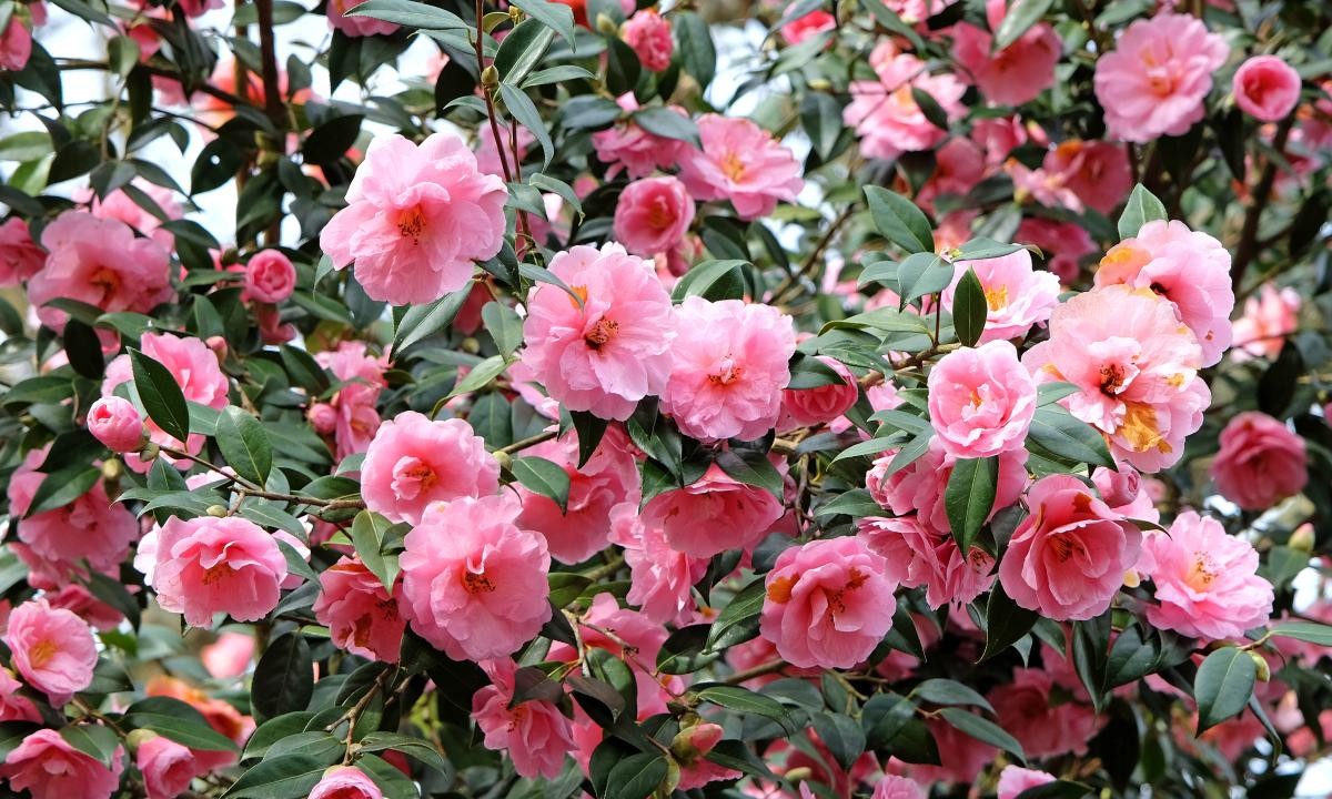 茶花促花肥，培育艳丽茶花的秘密武器