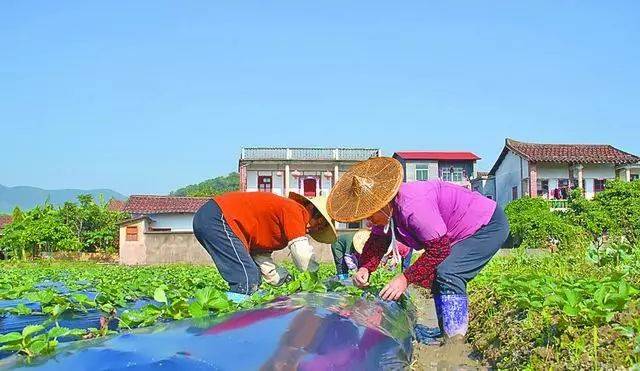 农村如何致富，策略与实践