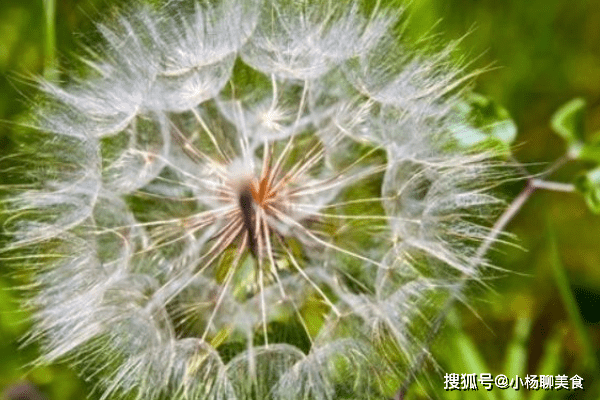 蒲公英的疗效，自然赋予的神奇力量