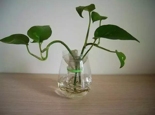什么可以做花肥？探索各种花肥的来源与制作方法
