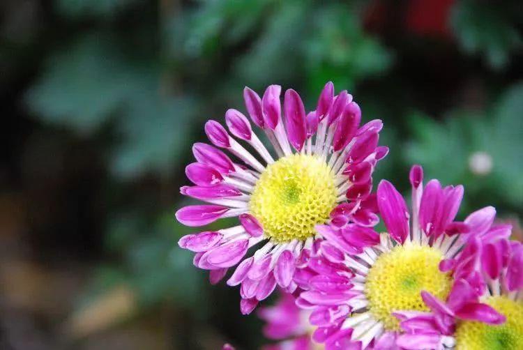 草花肥，自然之美与生态之韵