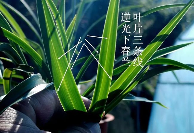 兰花肥浇根的正确方法与技巧