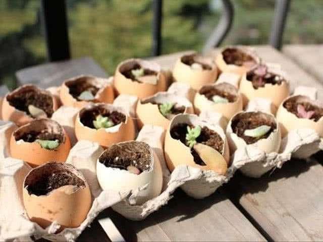 鸡蛋可以做花肥吗？——探究鸡蛋在园艺肥料领域的应用