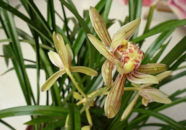 兰花助花肥，培育优雅兰花的秘密武器
