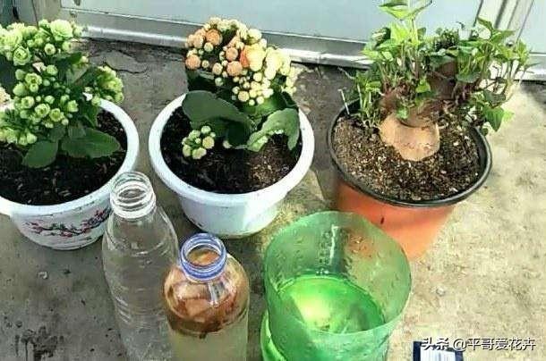 家庭自制花肥的方法，环保与养花的完美结合