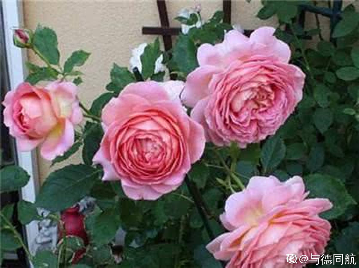 月季花肥，滋养美丽之花的关键要素