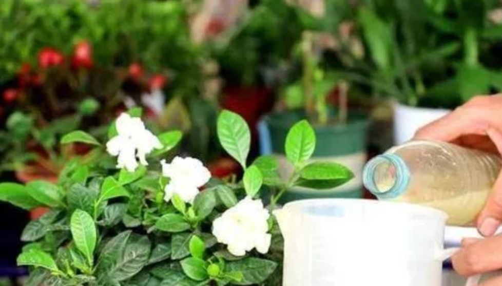 家庭制作花肥，环保与养花的完美结合