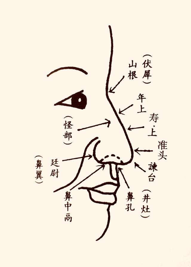 女人旺夫鼻子的奥秘与图片解析