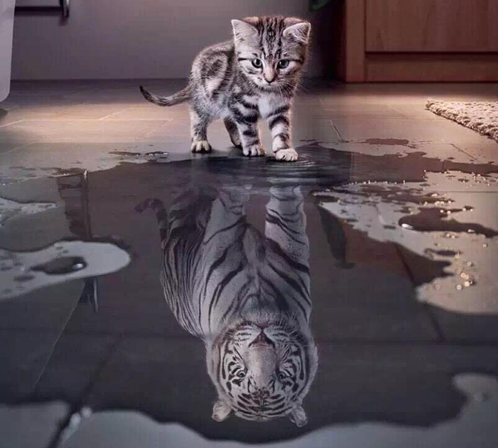 苏绣双面绣猫寓意，传统工艺与现代情感的完美结合