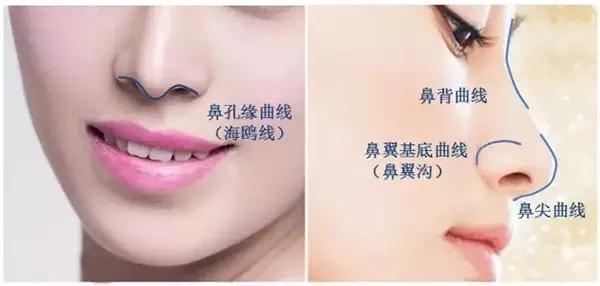 鼻子与嘴巴交汇之处，探索人体奥秘的门户