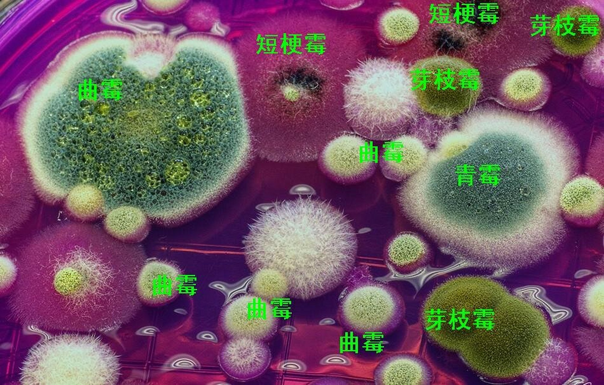 霉菌的种类及其多样性