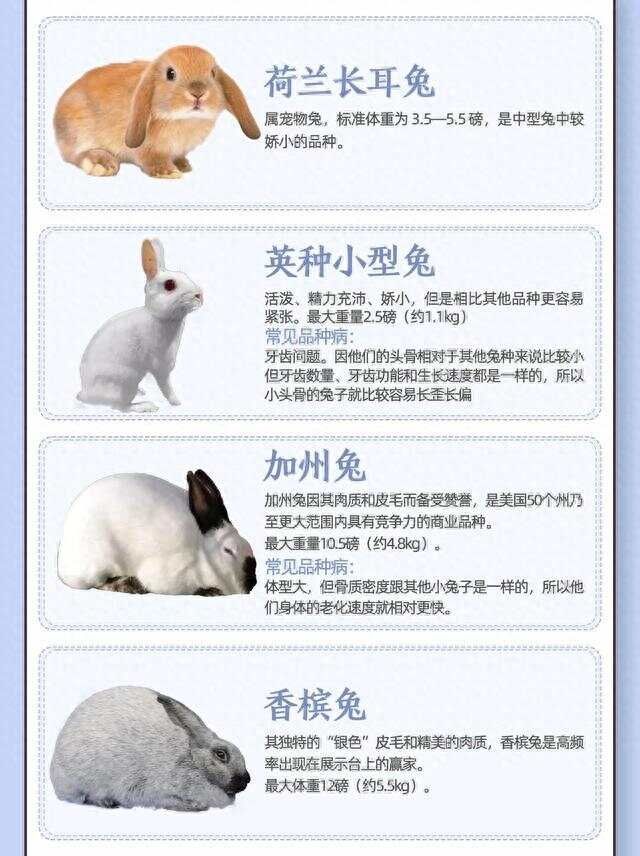 中国兔子种类，多样性与独特性