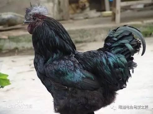 乌骨鸡的种类及其特点