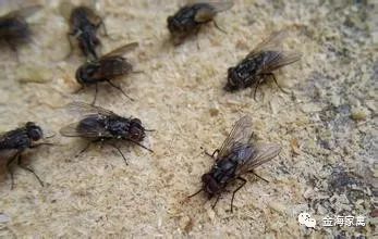 养殖场内苍蝇种类及其影响