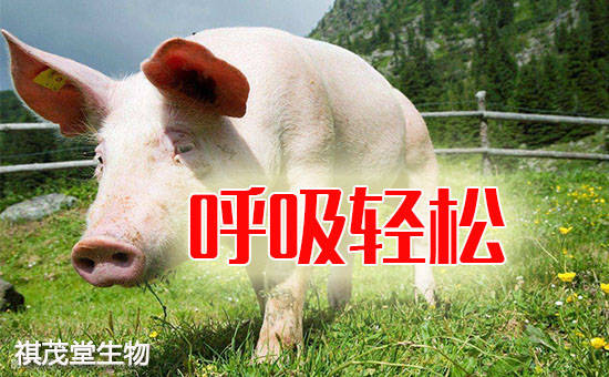 猪药种类概述