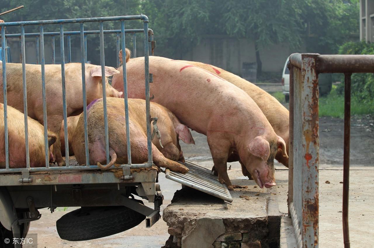 猪肉进口种类及其市场分析