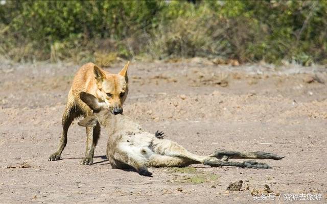野狗种类，多样性与生态角色