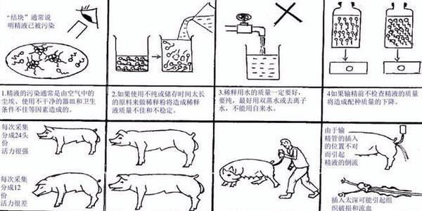 猪精液种类及其重要性