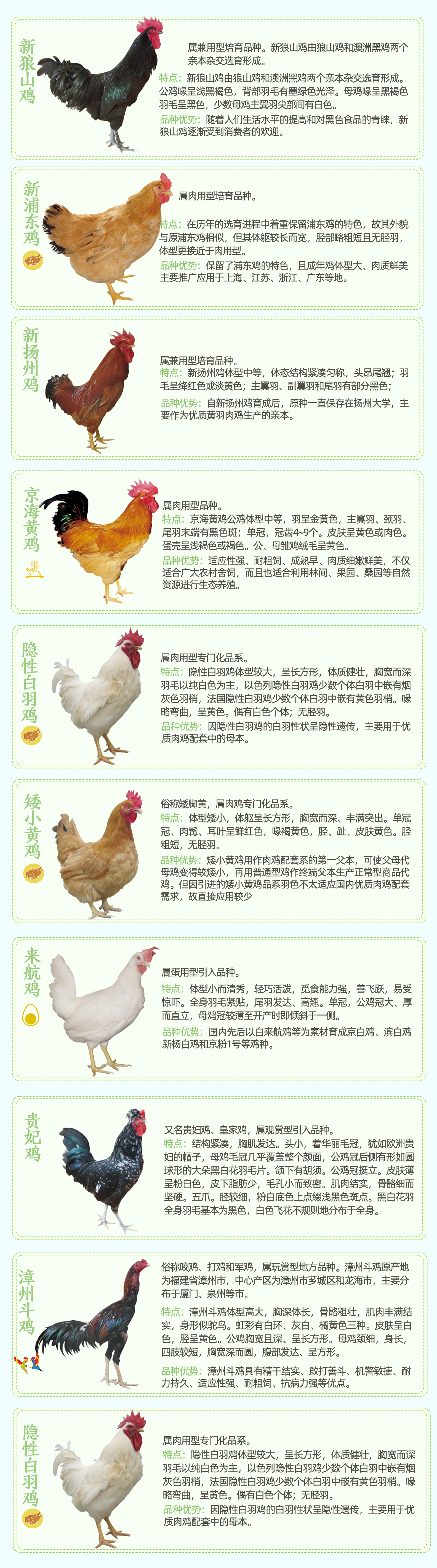 土鸡的种类及其特点