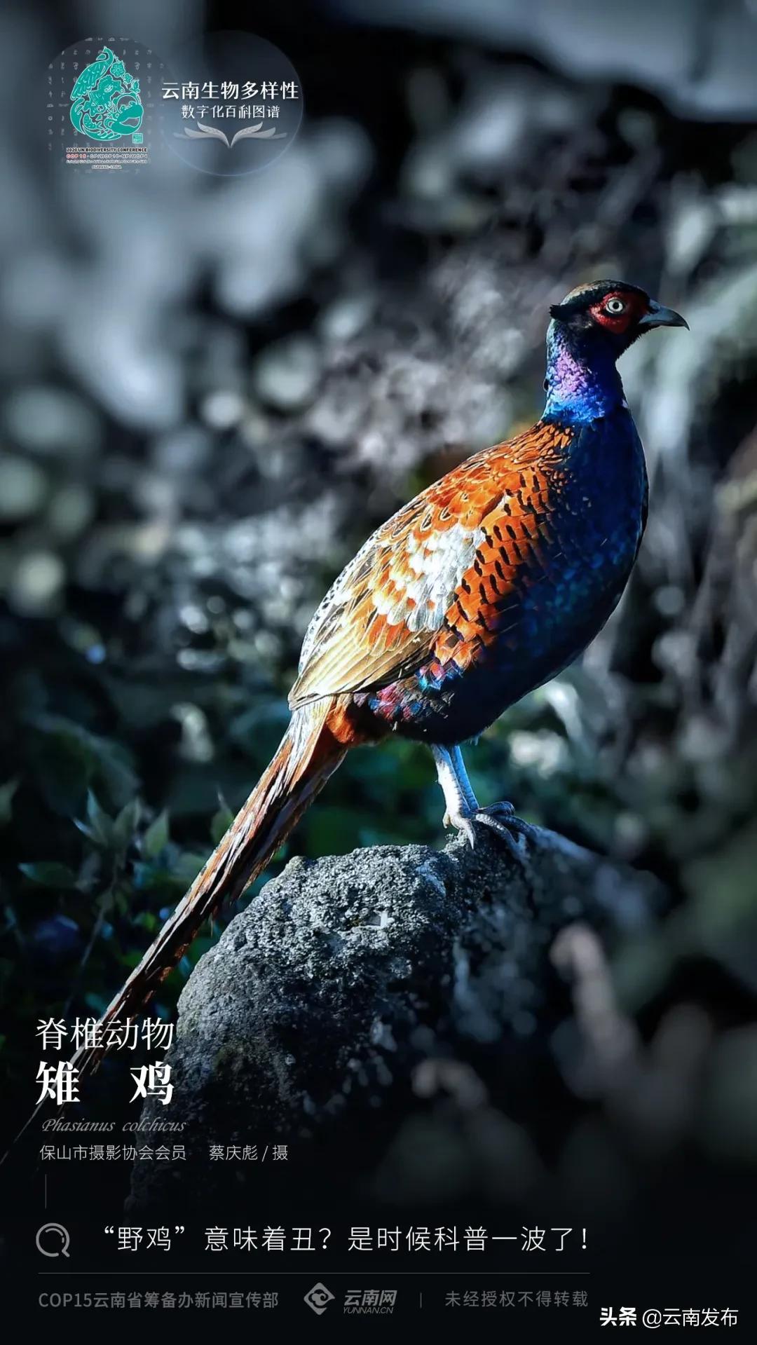 雉鸡的种类及其多样性