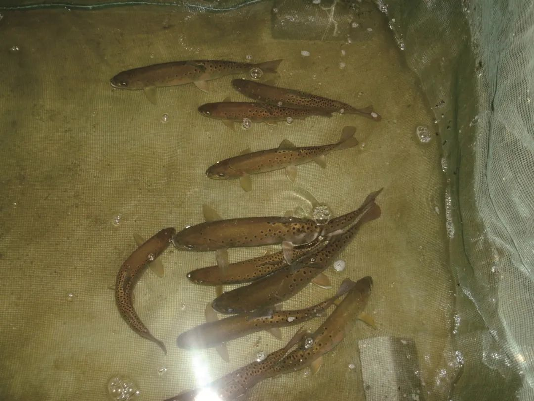 水产料种类及其特点